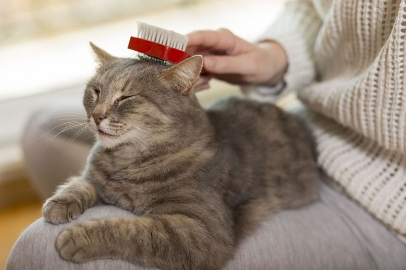 Gessetti colorati per toelettatura - Polveri per toelettatura - 4 Beauty di  Simonelli Rosaria - Prodotti per gatti, pet products (4 Beauty è un marchio  di Madeinitaly) - Milano